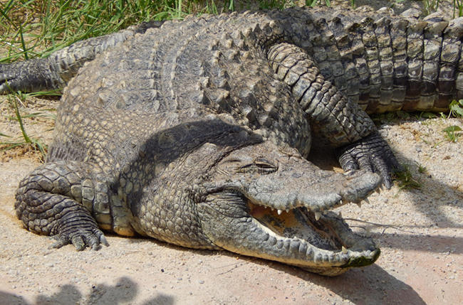 The Difference Between Crocodile and Alligator